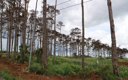 Bắt giam cán bộ ngân hàng thuê người đầu độc thông rừng để chiếm đất