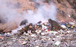 Khi khỉ Sơn Trà ăn rác