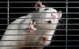Nhật Bản thành công trong chọn giới tính cho chuột thụ tinh nhân tạo