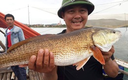 Câu được cá 7kg nghi cá sủ vàng trên sông Gianh