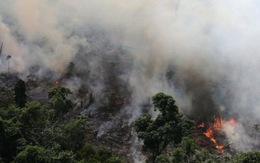 9.500 vụ cháy 1 tuần, rừng Amazon 'lá phổi Trái đất' biến dạng khủng khiếp