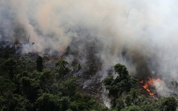 'Lá phổi hành tinh' Amazon đang cháy kỷ lục