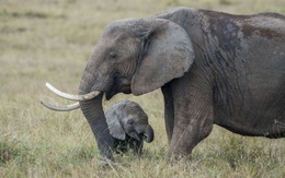 Cấm bán voi châu Phi sang các nước khác