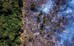 Cháy rừng Amazon: Chẳng lẽ chỉ vì miếng bít-tết?