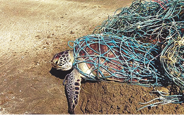 Rùa biển bị vướng túi nilông gì?