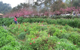 Vùng đất 'chết chóc' Doi Angkhang - Nơi anh đào thắng anh túc