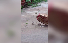 Video chim sẻ nhặt mồi từ bẫy chim đút cho bạn ăn