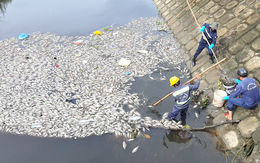 Video: Sau cơn mưa lớn, cá chết trắng hồ ở Đà Nẵng