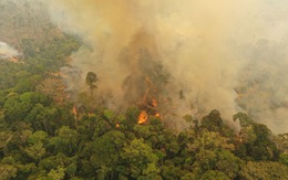 Cháy rừng Amazon đe dọa 265 loài động vật nguy cấp
