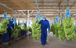 HAGL hướng tới mục tiêu xuất khẩu 1 tỉ USD trái cây