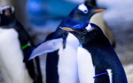 'Vợ chồng' chim cánh cụt đồng tính nhận con nuôi vô tính