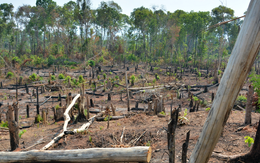 Phát hiện mất hơn 1.200 ha rừng ở Gia Lai