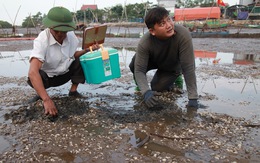 Sau cá, hàng trăm tấn ngao ở Hà Tĩnh chết trắng