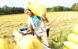 Chính sách trợ giá lúa gạo của Thái có ảnh hưởng đến Việt Nam?