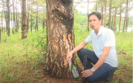 Video: Thêm hàng ngàn cây thông bị đầu độc bằng lỗ khoan và hóa chất