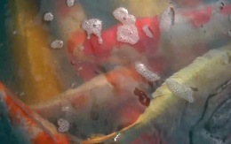 Video: Lắp camera bảo vệ cá Koi cả ngày lẫn đêm trên sông Tô Lịch