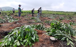 Hàng nghìn cây keo bị nhổ trơ gốc, chính quyền xã nói do 'nhầm tên'