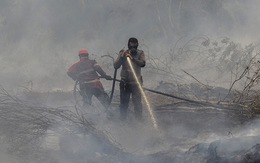 Cháy rừng: Indonesia mất bò 2 lần mới lo làm chuồng?