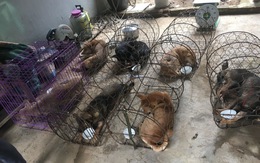 Một nhóm 'cẩu tặc' chỉ hơn 8 tháng trộm mấy ngàn con chó