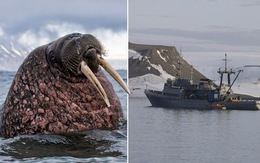 Tàu Hải quân Nga ở Bắc Cực bị hải mã đâm chìm?