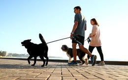 Bị phạt 2.700 USD nếu không dắt chó đi dạo mỗi ngày