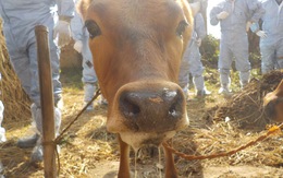 Hàn Quốc phát hiện kháng thể của virus gây lở mồm long móng ở gia súc
