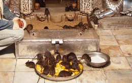Ngôi đền toàn chuột là chuột, 25.000 con