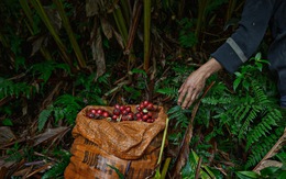 Chuyến thu hoạch thảo quả ở vườn quốc gia Hoàng Liên lên NatGeo