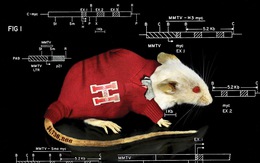 Vì sao chuột trở thành 'linh vật' trong nghiên cứu khoa học?