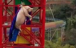 Công viên chủ đề tại Trung Quốc bị chỉ trích vì dùng heo tiếp thị trò nhảy bungee