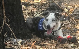 Chú chó dũng cảm giải cứu koala gặp nạn trong cháy rừng ở Úc