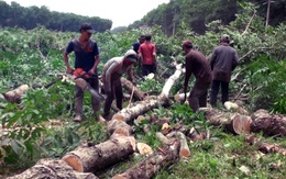 Ngày 20-10 bàn giao hơn 1.800ha mặt bằng xây sân bay Long Thành