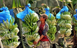 Xuất khẩu rau quả khởi sắc trở lại nhờ Trung Quốc tăng nhập chuối, sầu riêng