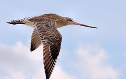 Chú chim 'như máy bay phản lực', vượt hơn 12.000km trong 11 ngày không nghỉ