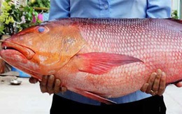 10 người nhập viện nghi ngộ độc do ăn cá hồng chuối