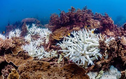 Rạn san hô Great Barrier có thể mất khả năng phục hồi