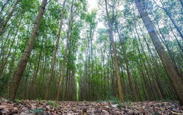 Quản lý rừng Bắc Trung Bộ bền vững, Việt Nam sẽ được ‘rót’ hơn 50 triệu USD