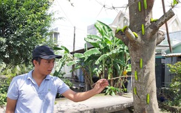 Sâu lạ ăn lá bàng ở Tiền Giang là loại sâu có giá trị trong sản xuất tơ lụa