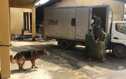 Lực lượng tìm kiếm đưa chó nghiệp vụ trở lại thủy điện Rào Trăng 3