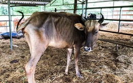 Nhiều câu hỏi quanh vụ bò tót lai: Bò dự án ốm o, bò dân nuôi to khỏe