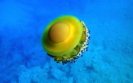 Loài sứa ‘ngon mắt’ nhất đại dương, nhìn hệt như quả trứng