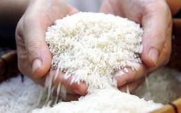 Bộ Nông nghiệp Mỹ dự báo Việt Nam sẽ tiếp tục đứng thứ 2 về xuất khẩu gạo