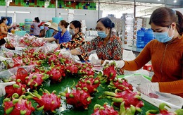 Có những lô thanh long xuất sang Thái Lan bị trả về do vượt tồn dư thuốc