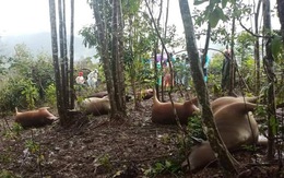 7 con bò bị sét đánh chết cùng lúc, sạt lở tiếp tục chia cắt nhiều xã tại Quảng Nam