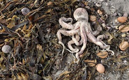 Sinh vật biển chết hàng loạt ở bán đảo Kamchatka của Nga