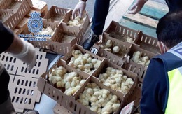 Hàng chục ngàn gà con bị bỏ rơi đến chết ở sân bay Tây Ban Nha