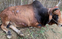 Bộ Nông nghiệp và phát triển nông thôn: Đang xuất hiện bệnh viêm da nổi cục trên trâu, bò