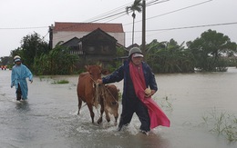 Phú Yên: Lũ dâng nhanh ở nhiều nơi sau bão