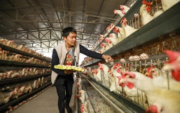Từ gà con đến linh kiện, Trung Quốc vẫn phải nhập khẩu dài dài