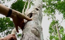 Đã có 'cách mạng' trồng rừng gỗ lớn